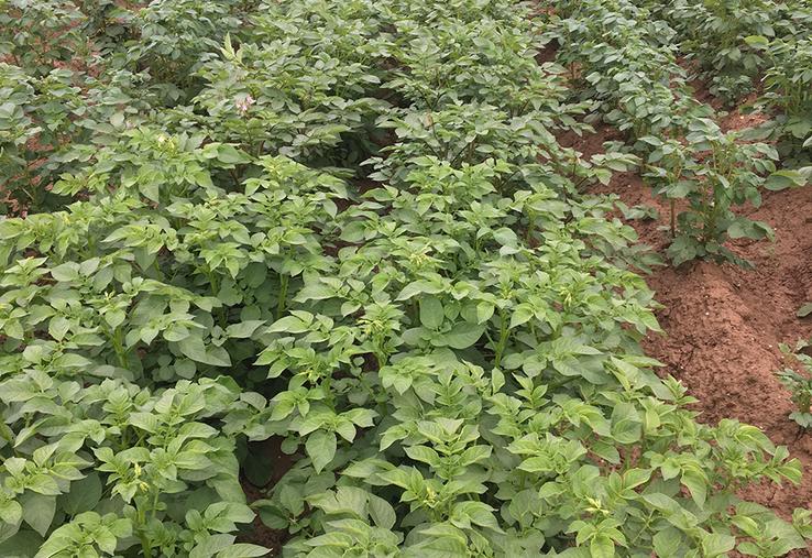 Rangées d’une culture de pommes de terre.
