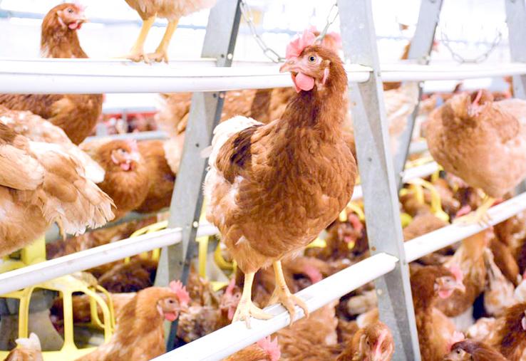 Effets de la crise sanitaire, baisse de consommation, multiplication des bâtiments... Plusieurs motifs pourraient expliquer la crise qui touche actuellement la filière œufs. 