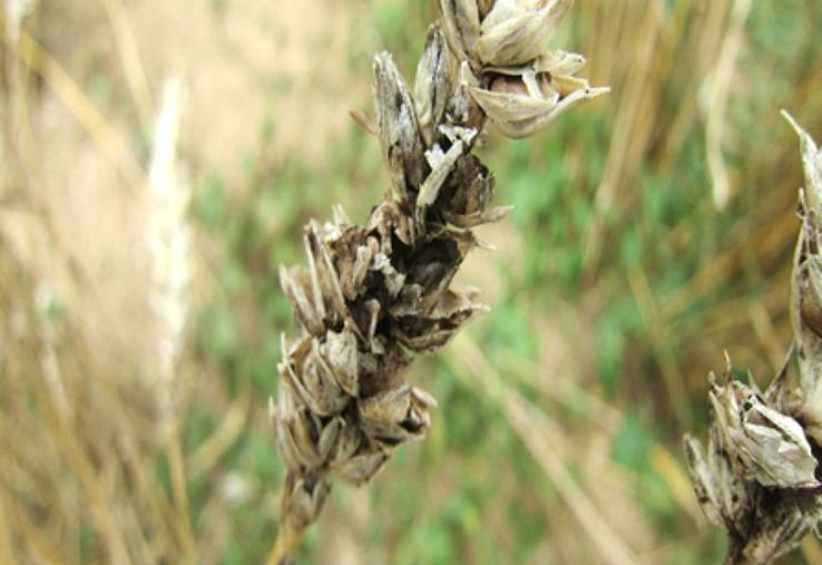 La carie du blé provoque d’importantes pertes de rendements et une forte détérioration de la qualité sanitaire des récoltes.  
