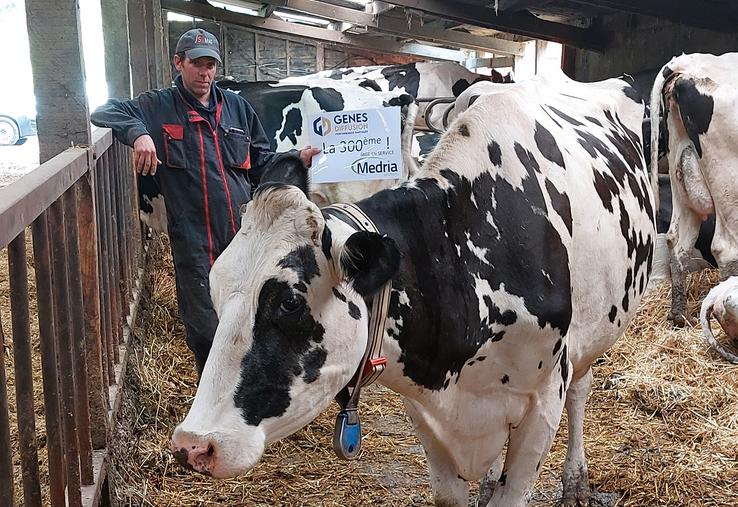 La solution Médria proposée par Gènes diffusion à ses adhérents offre une multitude de services en matière de reproduction, santé, alimentation, bien-être et vêlage.