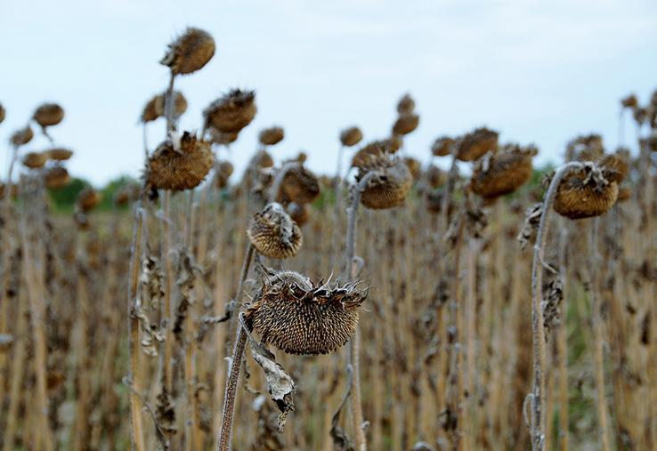 L’observation des plantes est indispensable pour déterminer le stade optimal. 