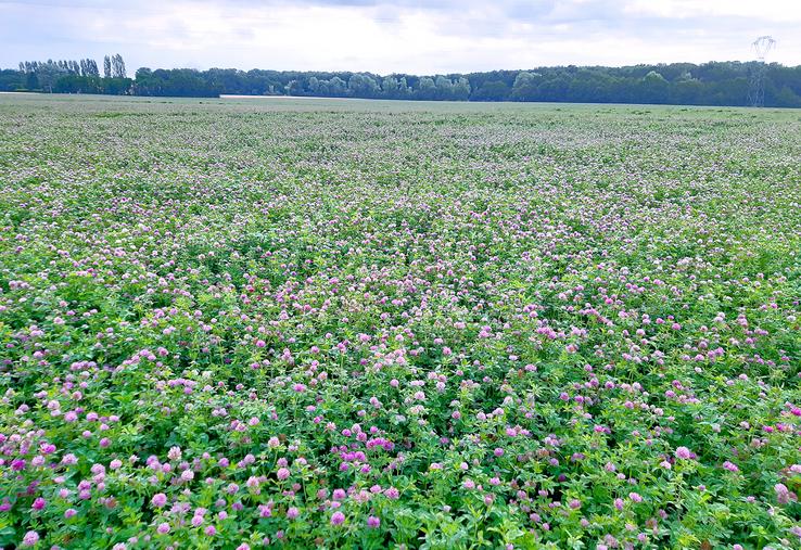 Parcelle de trèfle violet semences en floraison. 