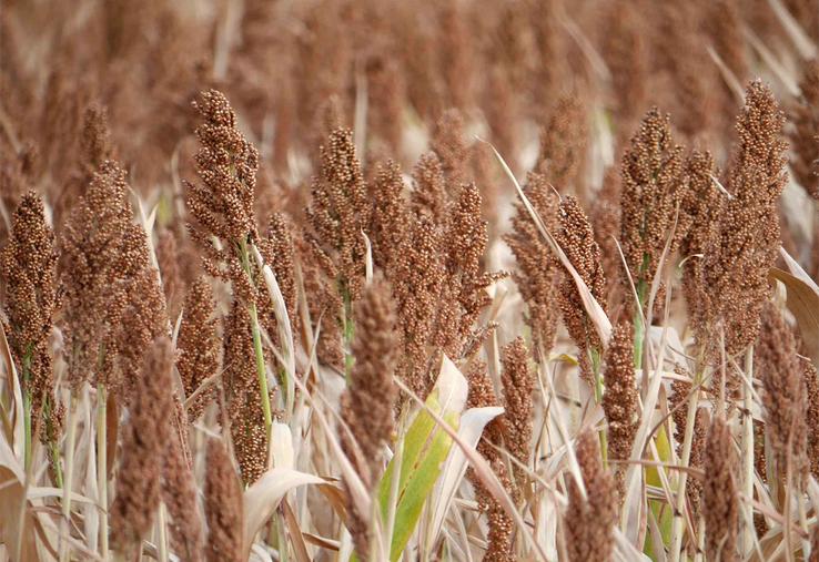 Le débouché principal en France est celui de l’alimentation animale. 