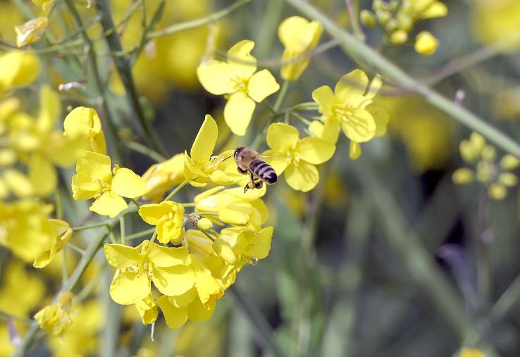 Zéro résidu de clothianidine et de thiaméthoxame (NNI) devrait être imposé pour les produits importés en Europe. 