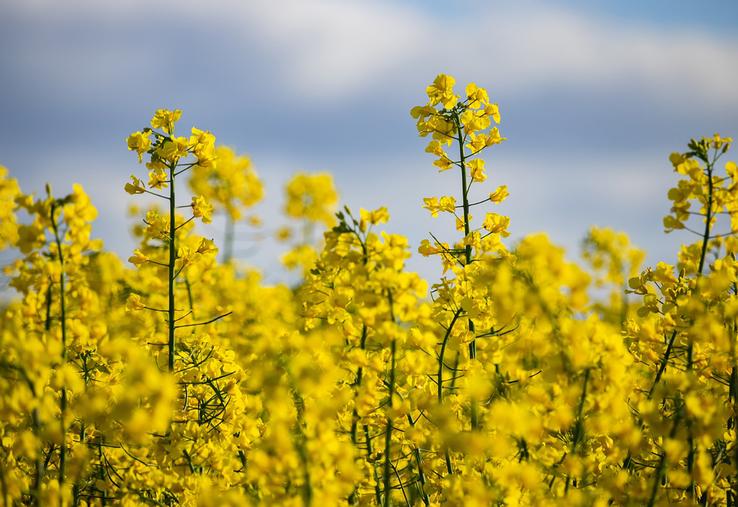 Sur les 1,3 million d’hectares de colza, seuls 1 500 à 3 000 sont dédiés au biofioul, mais les surfaces devraient se développer rapidement.