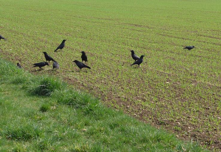 Certaines pratiques agronomiques peuvent réduire les risques d’attaques  de corvidés. 
