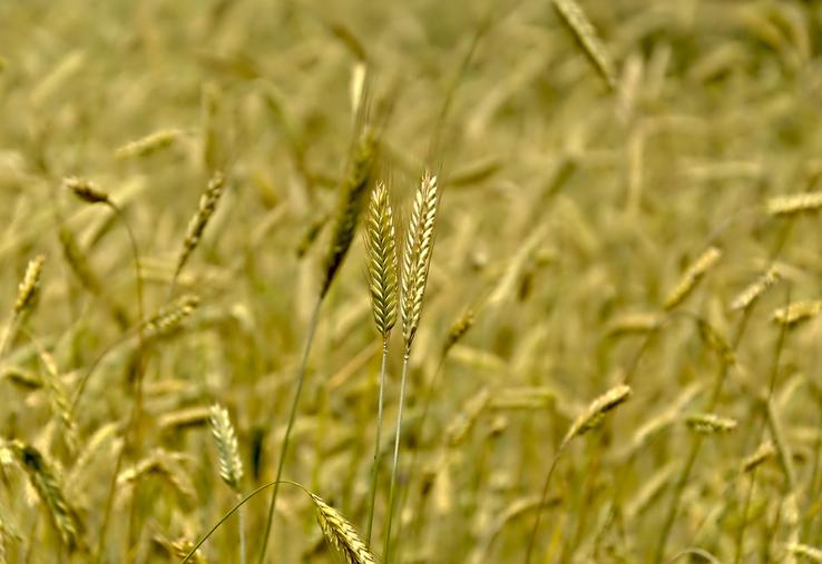 Nicolas Mourier apprécie le seigle pour son agressivité envers les adventices  et sa résilience. 