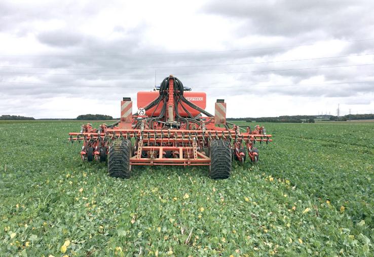 Semis de blé dans des repousses de colza avec un semoir SD à disque.
