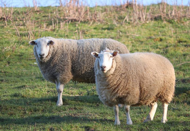 Le nombre d’agneaux commercialisés par les Bergers du Nord Est atteint au total 66 910, soit une hausse de 7 527 animaux par rapport à 2019.