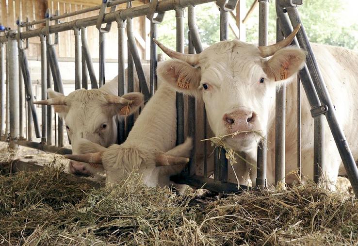 La teneur en protéines de la silphie et 2,5 fois supérieure à celle d’un bon maïs. 