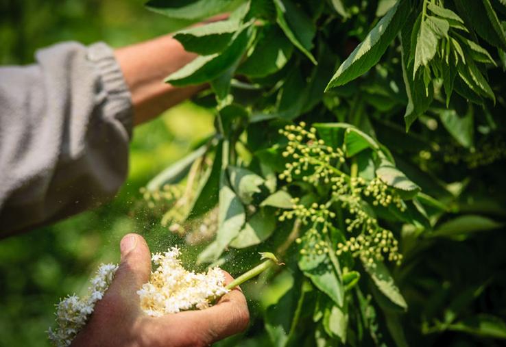 Aujourd’hui, la filière cueillette doit faire face à de nouveaux enjeux. 