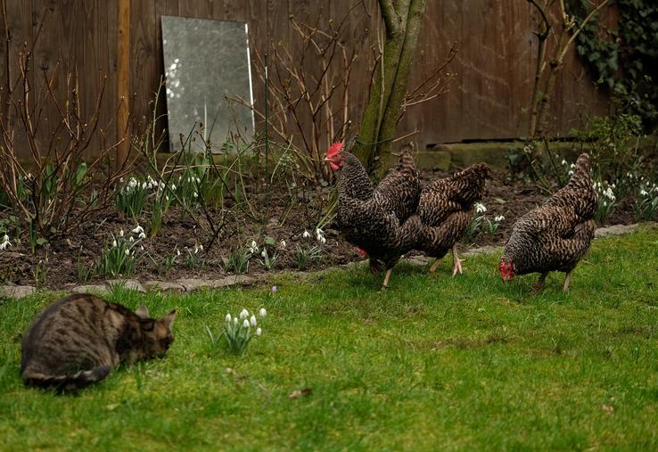chat et grippe aviaire
