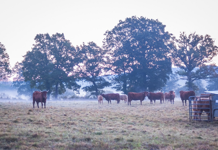 élevage foudre orage