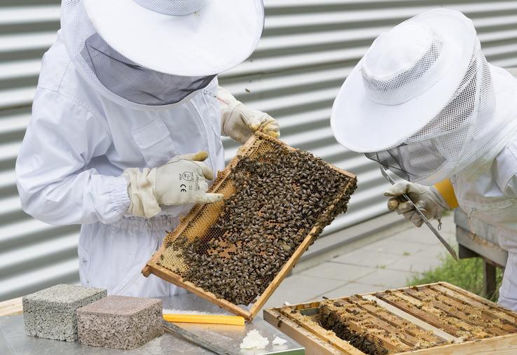 apiculture abeilles