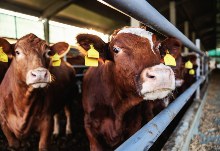 MHE jeunes bovins Italie