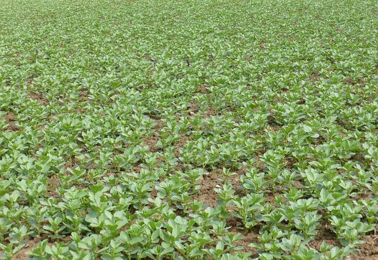 févéroles pois protéaginteux