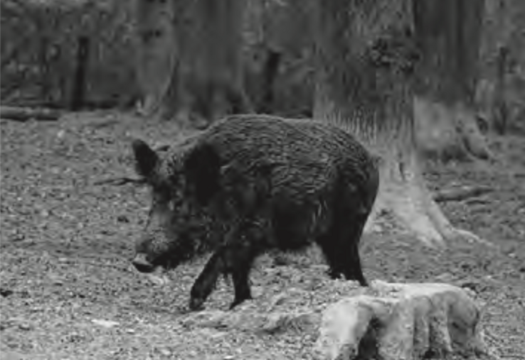 tirs de nuit sangliers