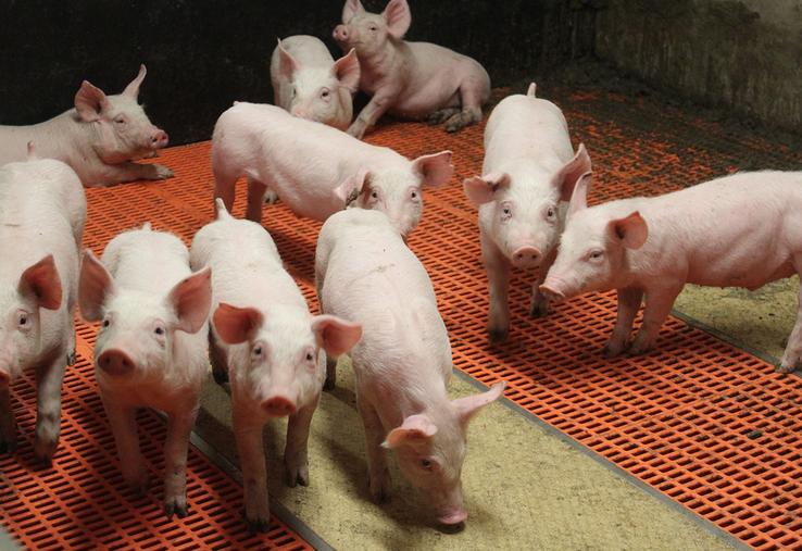 Après avoir consulté tous les acteurs régionaux de la filière, Inaporc présentera  sa démarche de responsabilité sociétale en juin 2024. 