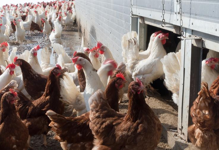 La France réclame des clauses miroir qui empêcheraient l’importation de poulets dopés aux antibiotiques, de bœufs engraissés en feedlots ou de maïs traité à l’atrazine. 