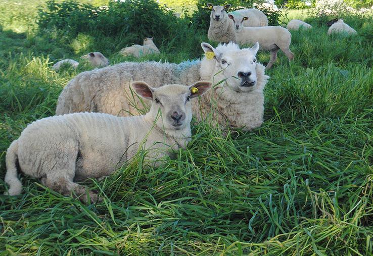 La fermentation entérique reste le principal poste d'émissions.