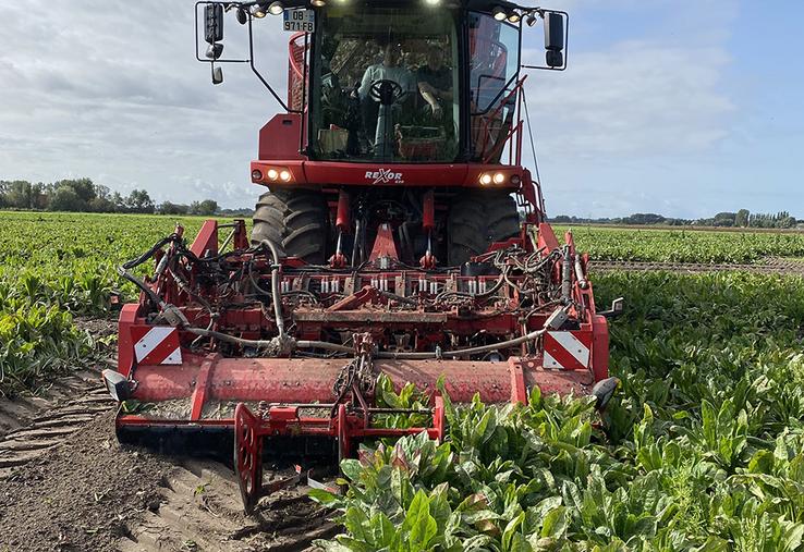 Dans la Somme, les 350 ha emblavés sont tous arrachés. 