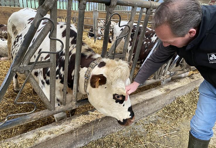 Stéphane Leullier chouchoute chacune de ses vaches, elles ont également le droit à un prénom.