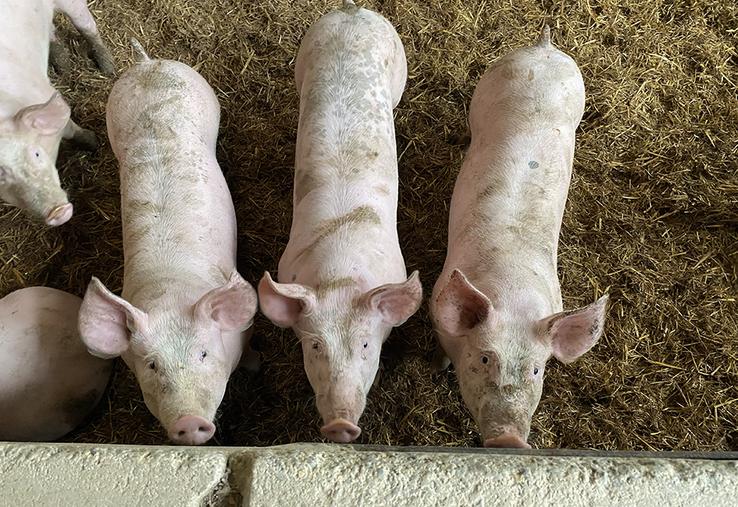 Louis Charlet a fait le choix d’élever ses cochons sur paille. La transformation  se fait aussi à la ferme. 