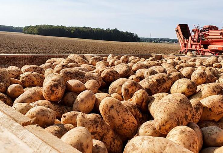 Lors de l’AG du Gappi qui s’est tenue le 1er février à Bapaume (62), les tensions entourant la disponibilité des plants ont mobilisé une large part des discussions.