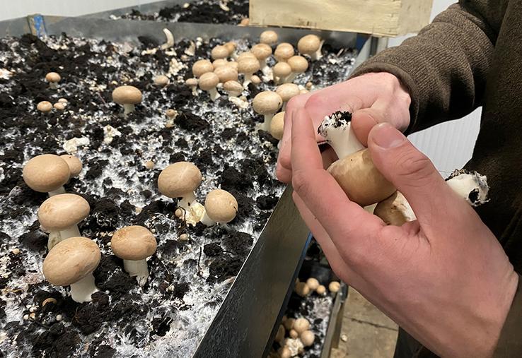 Rémi Robillart produit jusqu’à 300 kilos de champignons par salle. 