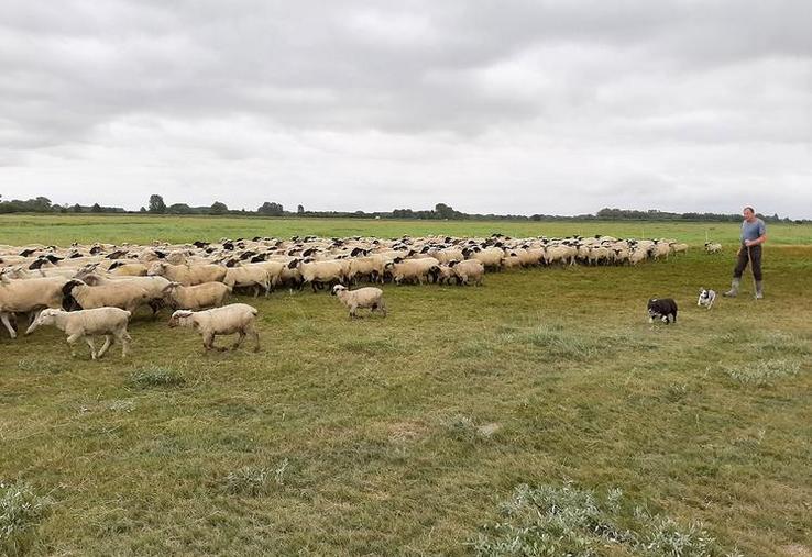 pâques agneaux baie de somme AOP