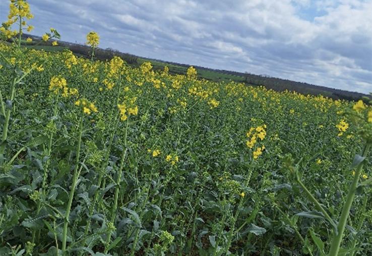 Parcelle au stade F1.