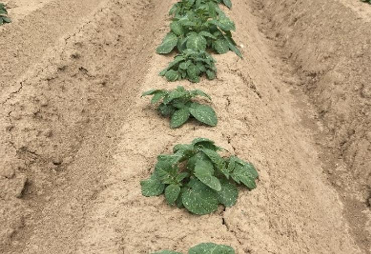 Pour les premières pommes de terre plantées, il est déjà important de se pencher sur la surveillance du mildiou. 