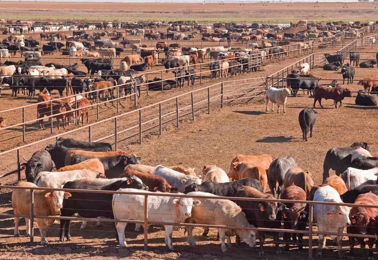 Les autorités sanitaires américaines pensent que l’extension de cette épizootie est due à la faune sauvage.