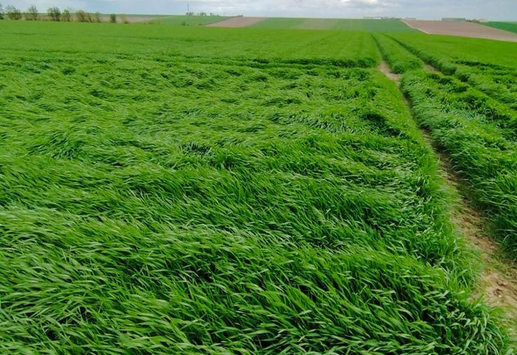 Les régulateurs de croissance doivent s'employer dans les meilleures conditions afin de bénéficier au maximum  de leur potentiel. 