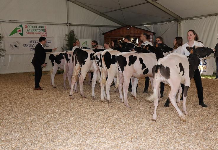 Présentation des Prim'holstein.