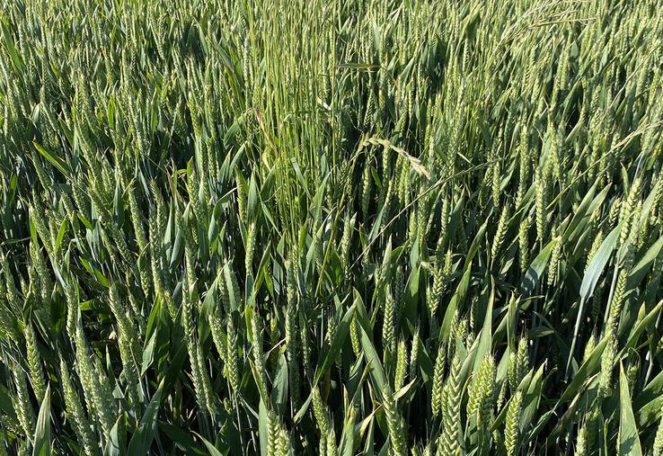 Plot de ray grass suite à un repiquage.