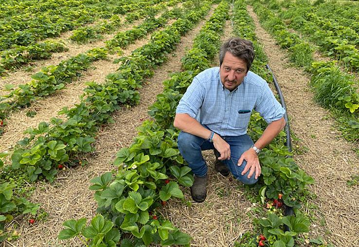 Pour Vincent Liénart, ce n’est pas courant de voir des fraises un 15 mai. 