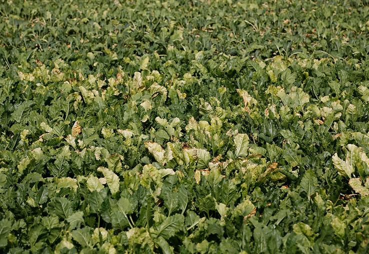 Les planteurs restent très inquiets «en l’absence de solution durable pour faire face à la jaunisse», souligne l’association. 