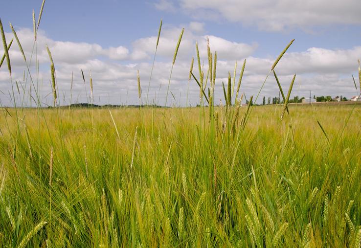 Les vulpins pourront lever en culture comme nous avons pu l’observer lors de la campagne 2024 sur les semis décalés, mais les pressions resteront moins fortes.
