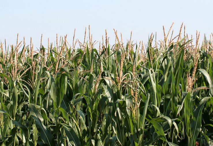 La date de floraison permet de déterminer approximativement la date de récolte car le stade optimal de récolte se situe environ 600°J après la floraison femelle. 