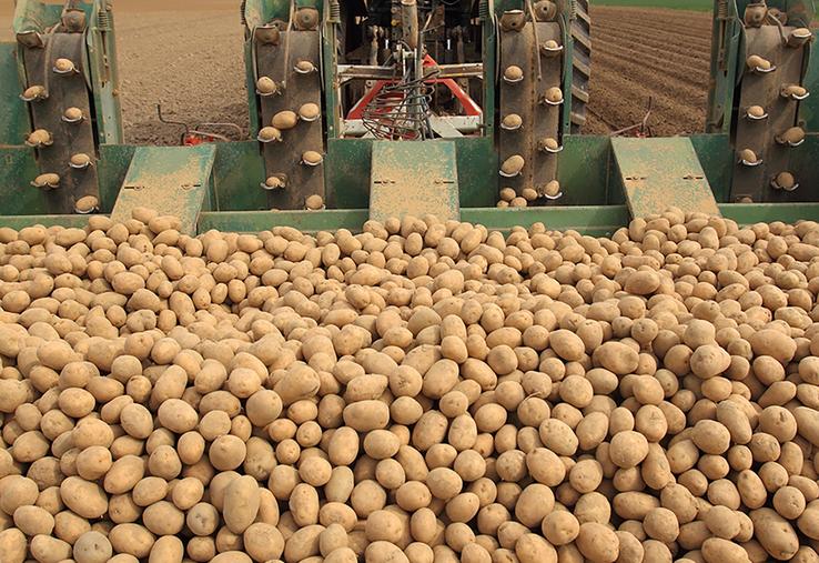 Sur l’ensemble des pays européens producteurs de plants de pomme de terre, ce sont ainsi au moins 2 000 ha en 2022  et 6 600 ha en 2023 qui ont été perdus. 