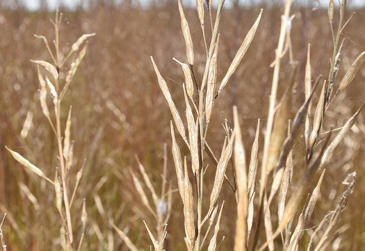 La moutarde condiment est une culture à plus-value qui peut se cultiver partout.