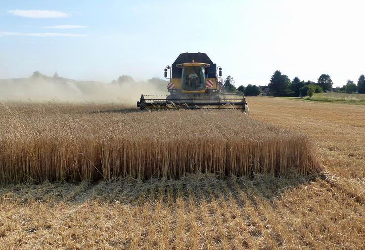 Selon FranceAgriMer, 871 000 tonnes de céréales bio ont été collectées dans toute la France en 2023.