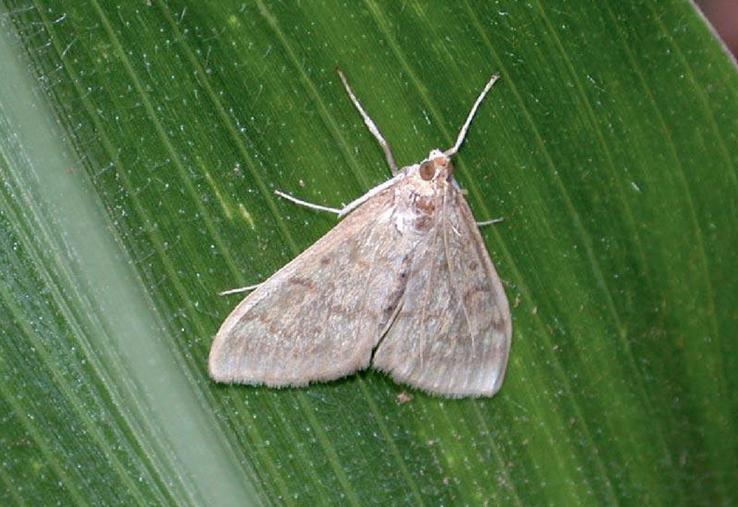 La femelle pyrale pond ses œufs par plaque de 20 à 30, le plus souvent sur la face inférieure des feuilles. 
