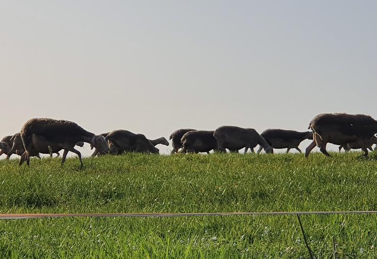 FCO élevage ovin moutons