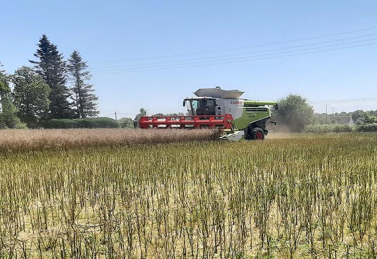 Le montant de la prime «colza bas GES» offre un complément intéressant,  bien que variable en fonction des années. 