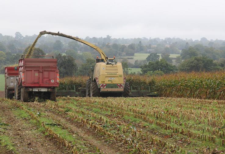 Côté rendement, la Chambre d’agriculture de la Somme estime le rendement moyen autour de 90 quintaux/ha. 