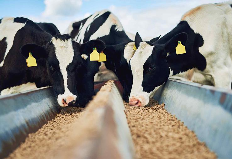 Pour les entreprises du syndicat national de la nutrition animale, la production d’aliments pour bovins augmente légèrement. 