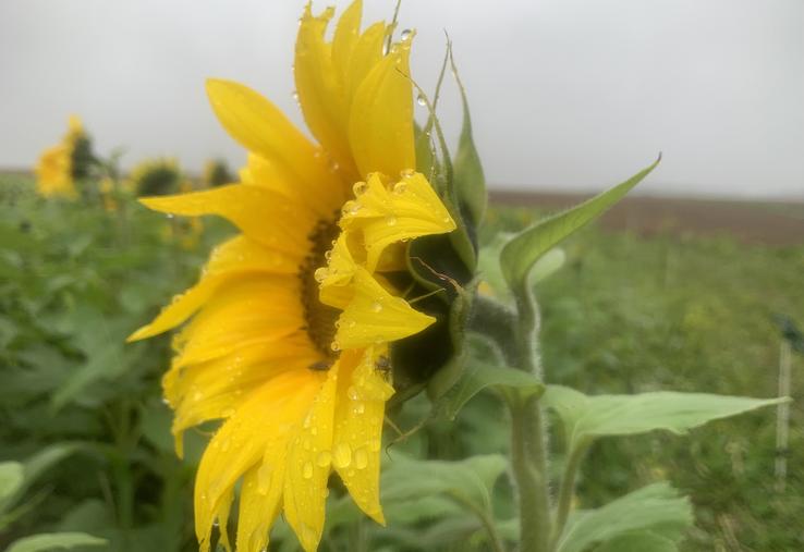 Le tournesol, parfois en mélange, parfois en pur, sort toujours en tête des essais Cive en termes de rendement. 