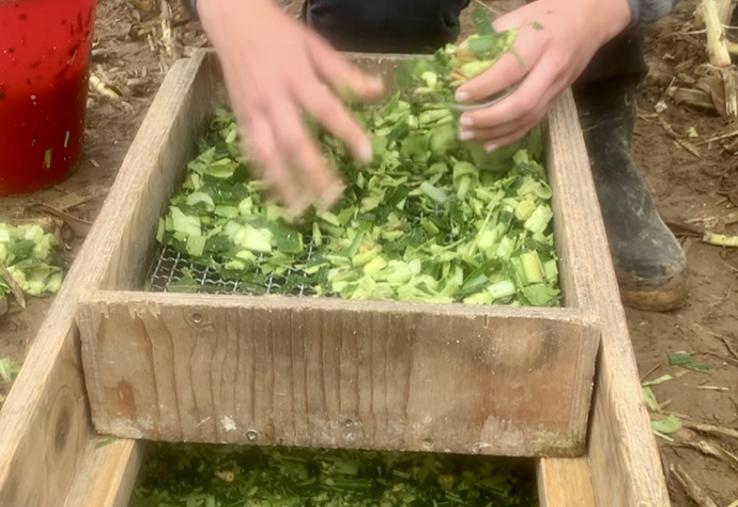 Le test du tamis, qui trie les parties de l’ensilage par taille  de particules, permet de vérifier si la taille de coupe  est bonne.  